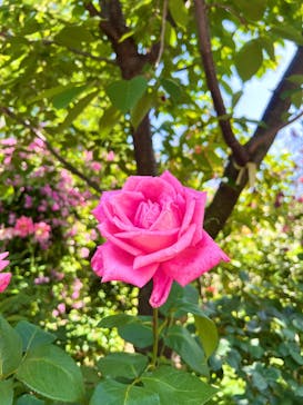 横浜イングリッシュガーデンに投稿された画像（2024/5/22）