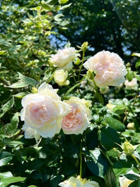 横浜イングリッシュガーデンに投稿された画像（2024/5/22）