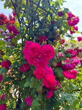 横浜イングリッシュガーデンに投稿された画像（2024/5/22）