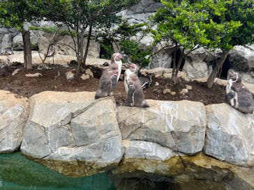 鴨川シーワールドに投稿された画像（2024/5/22）