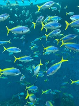 鴨川シーワールドに投稿された画像（2024/5/22）