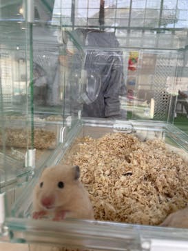 NESTA RESORT KOBE（ネスタリゾート神戸）に投稿された画像（2024/5/22）