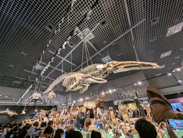 特別展「大哺乳類展３－わけてつなげて大行進」に投稿された画像（2024/5/22）