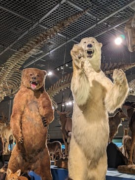 特別展「大哺乳類展３－わけてつなげて大行進」に投稿された画像（2024/5/22）