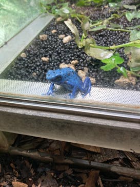 カワスイ 川崎⽔族館に投稿された画像（2024/5/22）