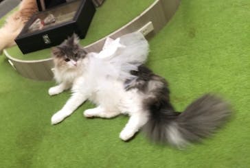 猫カフェモカ　アルシェ大宮店に投稿された画像（2024/5/22）