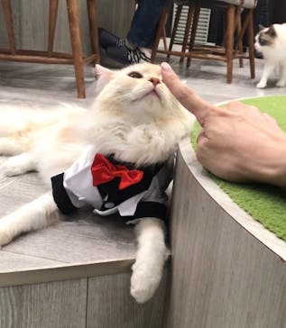猫カフェモカ　アルシェ大宮店に投稿された画像（2024/5/22）