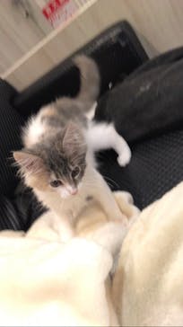 猫カフェモカ　アルシェ大宮店に投稿された画像（2024/5/22）