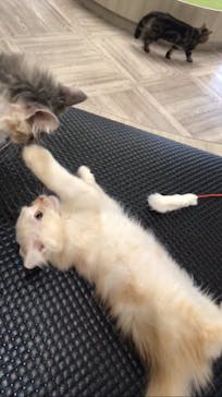 猫カフェモカ　アルシェ大宮店に投稿された画像（2024/5/22）