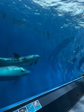 横浜・八景島シーパラダイスに投稿された画像（2024/5/22）