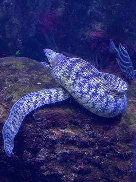 横浜・八景島シーパラダイスに投稿された画像（2024/5/22）