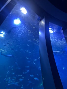 横浜・八景島シーパラダイスに投稿された画像（2024/5/22）