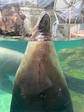 城崎マリンワールドに投稿された画像（2024/5/22）