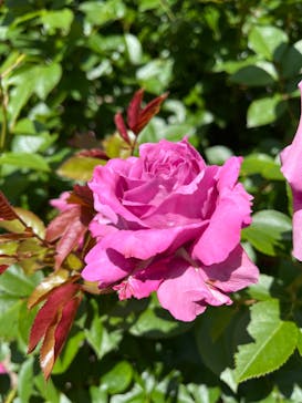 ぎふワールド・ローズガーデンに投稿された画像（2024/5/22）