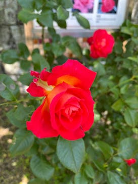 ぎふワールド・ローズガーデンに投稿された画像（2024/5/22）