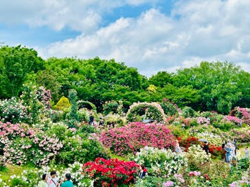 京成バラ園に投稿された画像（2024/5/22）