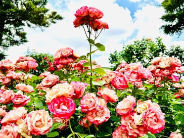 京成バラ園に投稿された画像（2024/5/22）