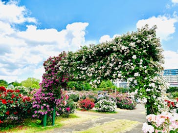 京成バラ園に投稿された画像（2024/5/22）