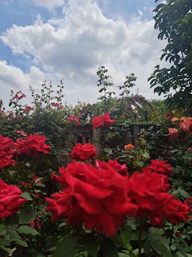 横浜イングリッシュガーデンに投稿された画像（2024/5/22）