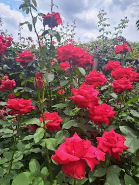 横浜イングリッシュガーデンに投稿された画像（2024/5/22）