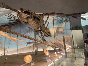 福井県立恐竜博物館に投稿された画像（2024/5/22）