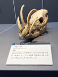 特別展「大哺乳類展３－わけてつなげて大行進」に投稿された画像（2024/5/22）