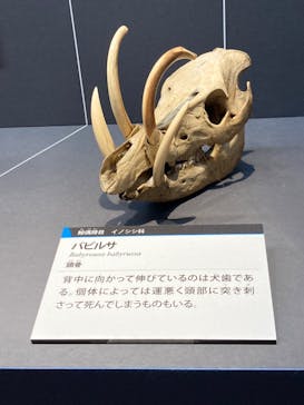 特別展「大哺乳類展３－わけてつなげて大行進」に投稿された画像（2024/5/22）