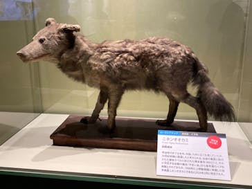 特別展「大哺乳類展３－わけてつなげて大行進」に投稿された画像（2024/5/22）