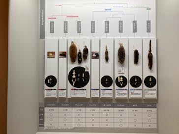 特別展「大哺乳類展３－わけてつなげて大行進」に投稿された画像（2024/5/22）