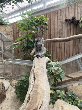 神戸どうぶつ王国に投稿された画像（2024/5/22）