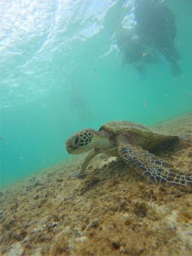 宮古島 ADVENTURE PiPi（ミヤコジマ アドベンチャー ピピ）に投稿された画像（2024/5/22）