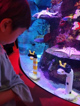 レゴランドⓇ・ジャパン・リゾートに投稿された画像（2024/5/22）