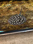 サンシャイン水族館に投稿された画像（2024/5/22）