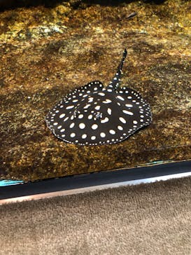 サンシャイン水族館に投稿された画像（2024/5/22）