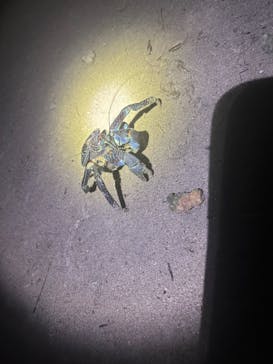 宮古島 ADVENTURE PiPi（ミヤコジマ アドベンチャー ピピ）に投稿された画像（2024/5/22）