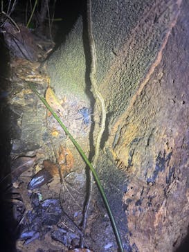 宮古島 ADVENTURE PiPi（ミヤコジマ アドベンチャー ピピ）に投稿された画像（2024/5/22）