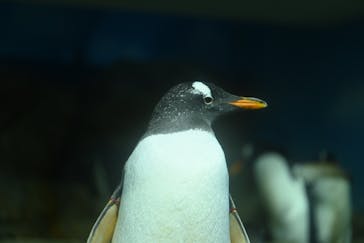 鴨川シーワールドに投稿された画像（2024/5/22）