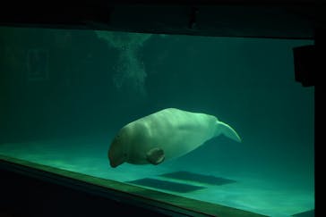 鴨川シーワールドに投稿された画像（2024/5/22）