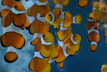 鴨川シーワールドに投稿された画像（2024/5/22）