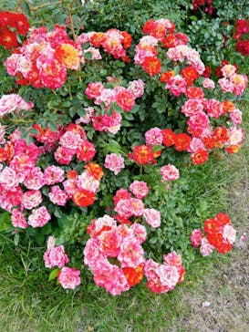 横浜イングリッシュガーデンに投稿された画像（2024/5/22）