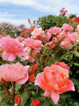 横浜イングリッシュガーデンに投稿された画像（2024/5/22）