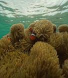 nico 宮古島に投稿された画像（2024/5/23）