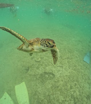 nico 宮古島に投稿された画像（2024/5/23）