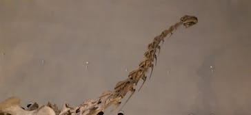 福井県立恐竜博物館に投稿された画像（2024/5/23）