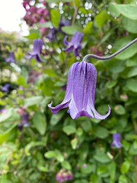 横浜イングリッシュガーデンに投稿された画像（2024/5/23）