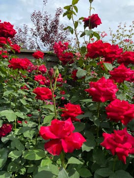 横浜イングリッシュガーデンに投稿された画像（2024/5/23）