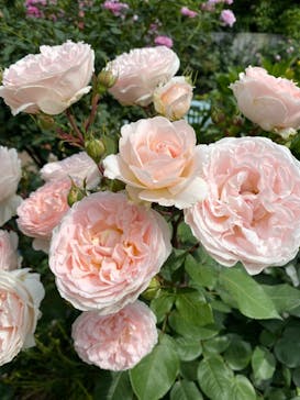 横浜イングリッシュガーデンに投稿された画像（2024/5/23）