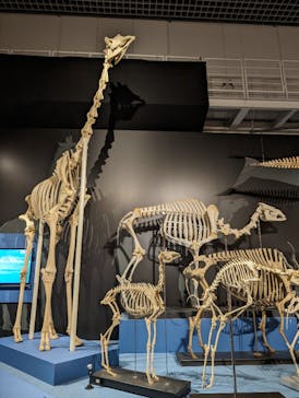 特別展「大哺乳類展３－わけてつなげて大行進」に投稿された画像（2024/5/23）