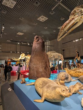 特別展「大哺乳類展３－わけてつなげて大行進」に投稿された画像（2024/5/23）