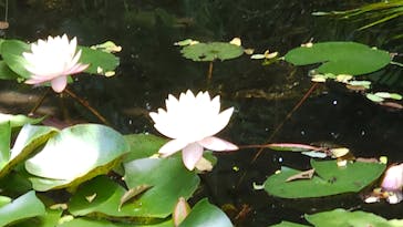 浜名湖花博2024に投稿された画像（2024/5/23）